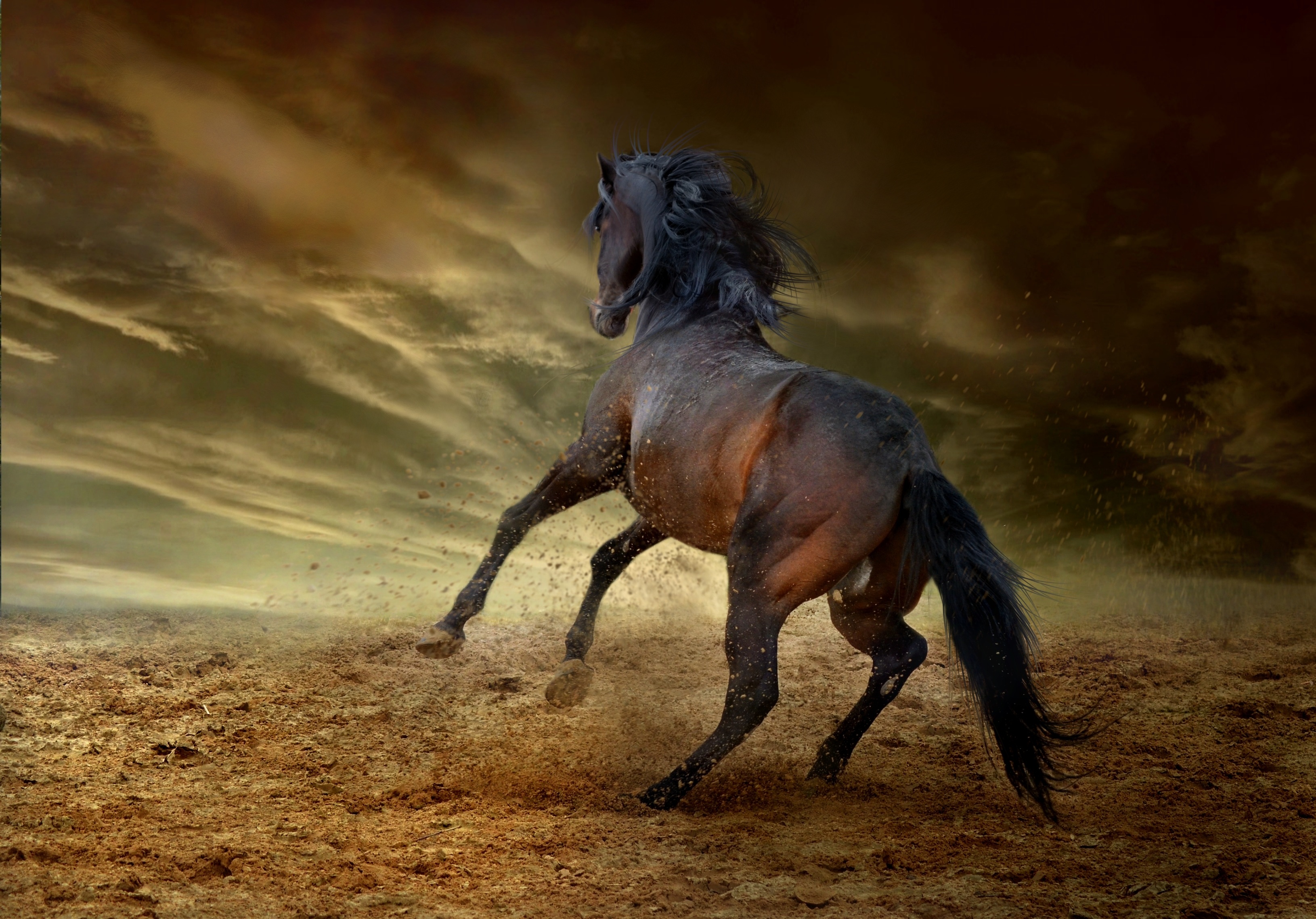 Про черного коня. Гнедой Мустанг. Лошадь арабский скакун Мустанг. Арабские скакуны Мустанги. Лошадь гнедой Мустанг.